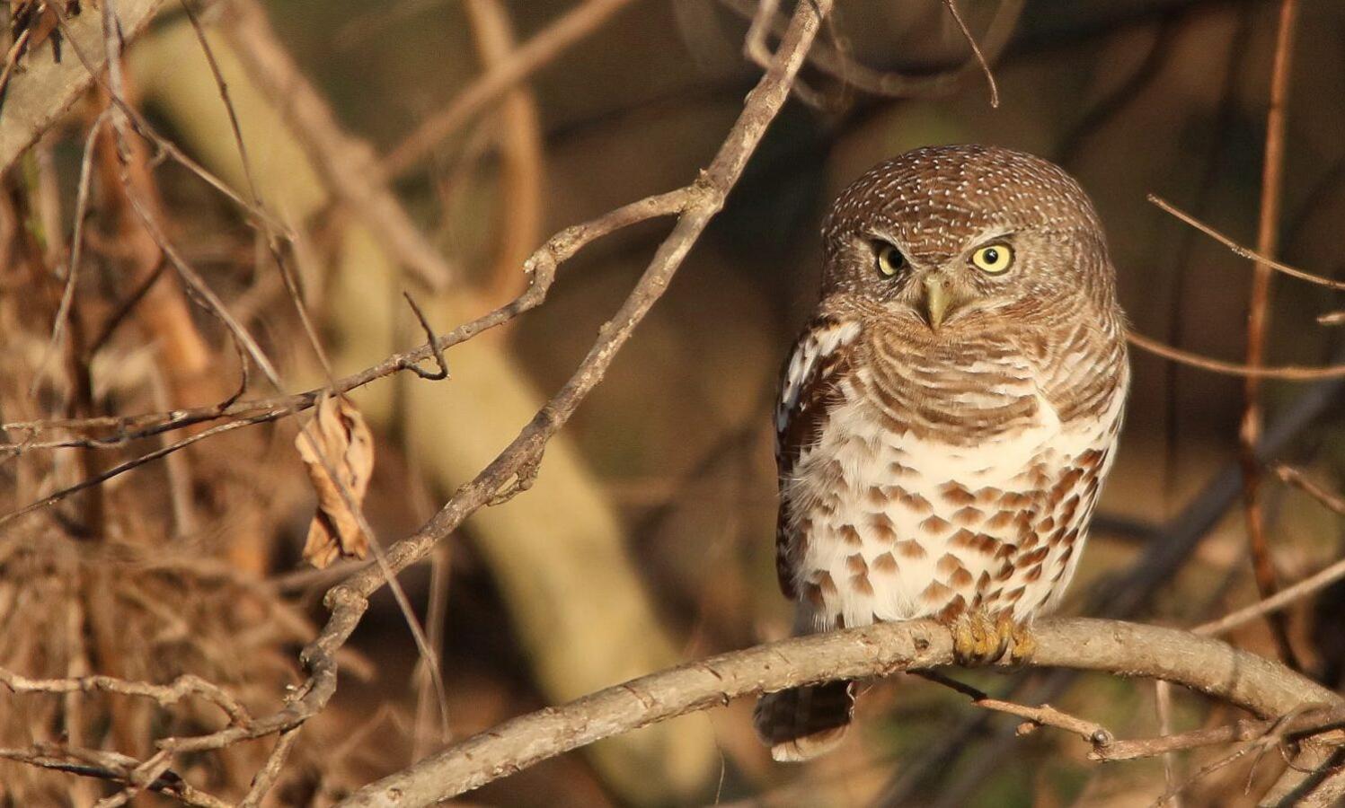 שמורת הציד סאבי סנד Leopard Hills Private Game Reserve מראה חיצוני תמונה