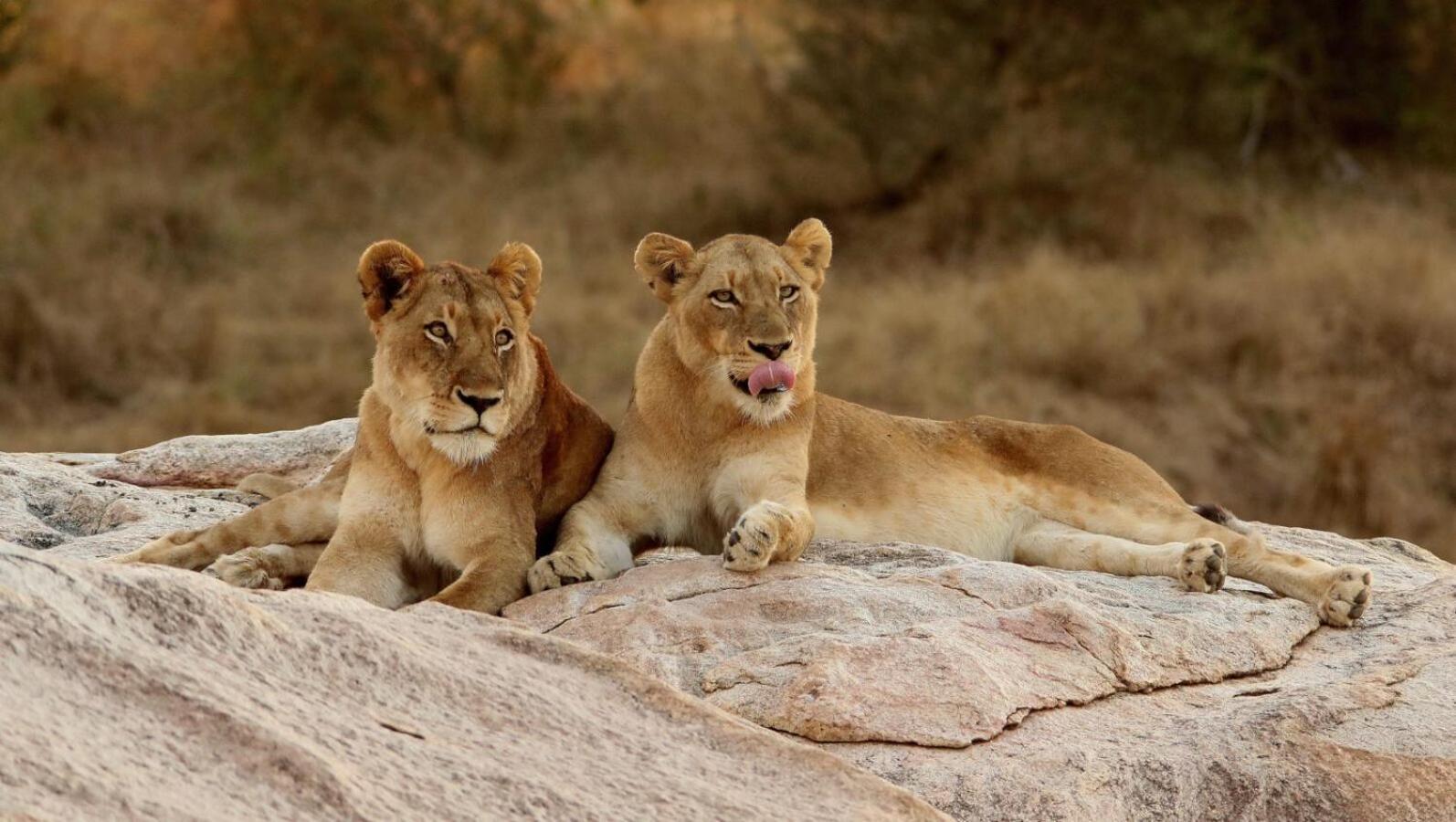 שמורת הציד סאבי סנד Leopard Hills Private Game Reserve מראה חיצוני תמונה