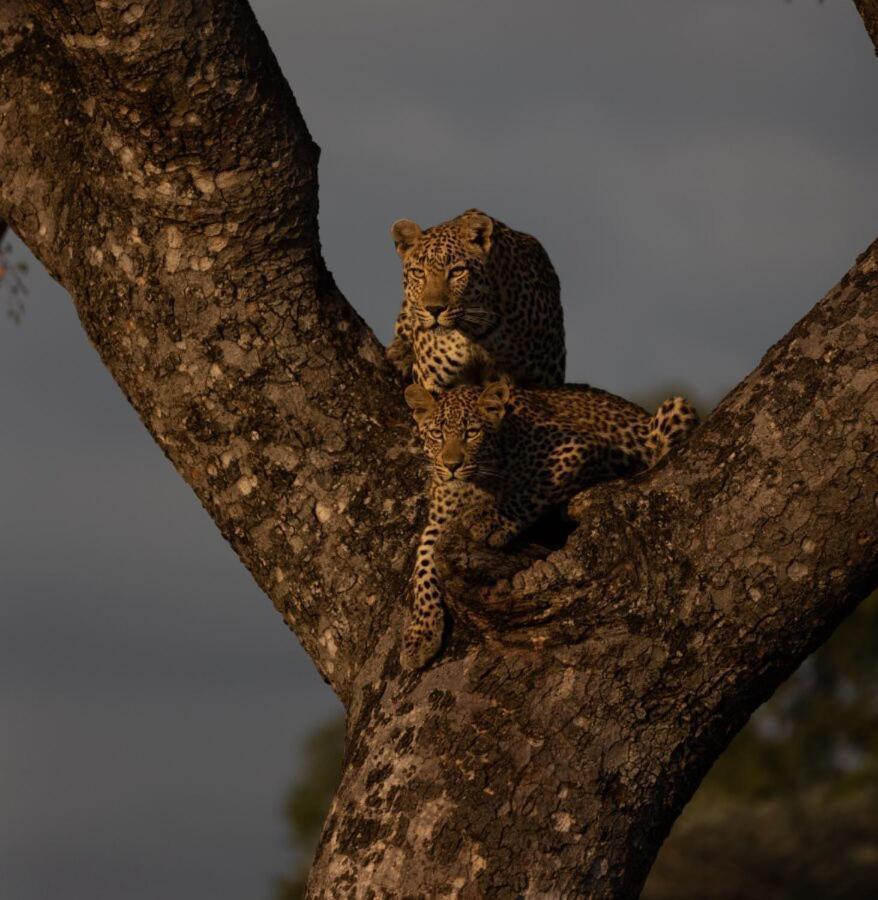 שמורת הציד סאבי סנד Leopard Hills Private Game Reserve מראה חיצוני תמונה