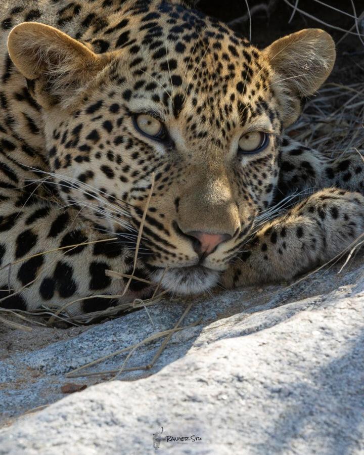 שמורת הציד סאבי סנד Leopard Hills Private Game Reserve מראה חיצוני תמונה