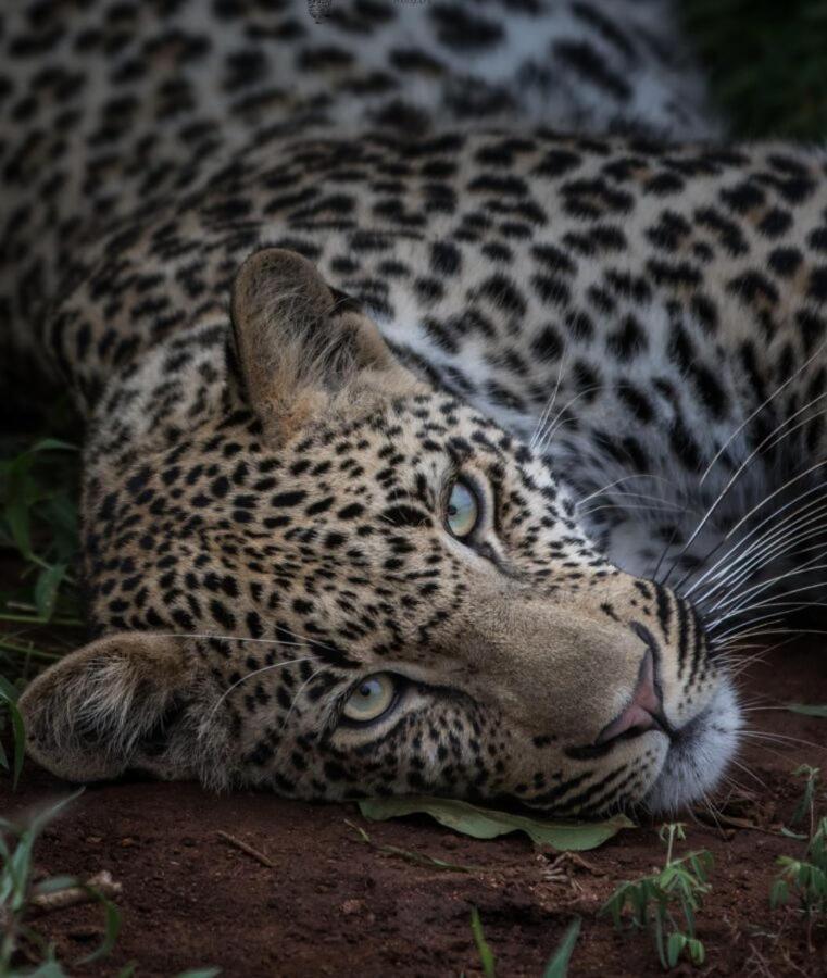 שמורת הציד סאבי סנד Leopard Hills Private Game Reserve מראה חיצוני תמונה