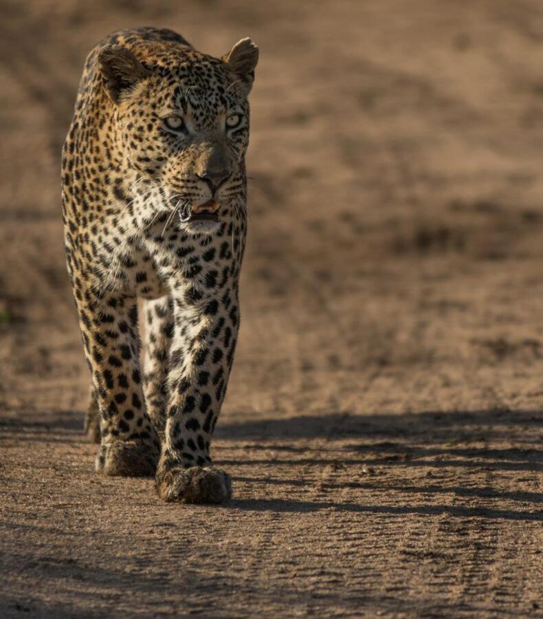 שמורת הציד סאבי סנד Leopard Hills Private Game Reserve מראה חיצוני תמונה
